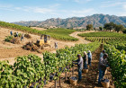 California Wine Market Correction Reshapes 2026 Harvest